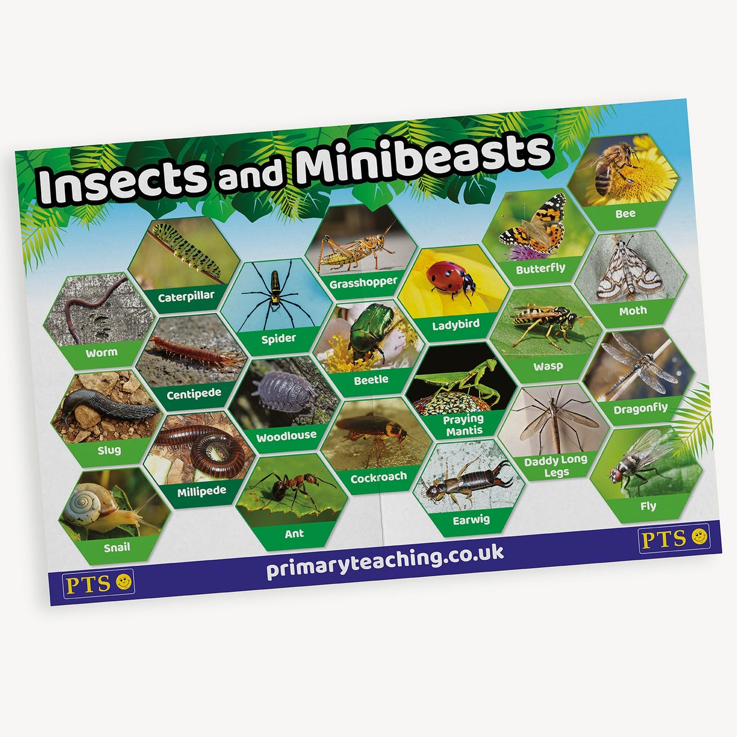 Insects & Minibeasts Poster - A2